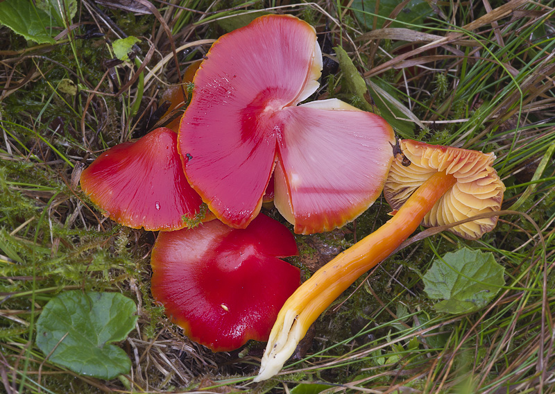 Hygrocybe splendidissima